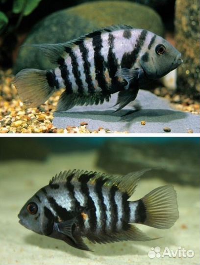 Аквариумные Рыбки Сапфировый попугай и другие