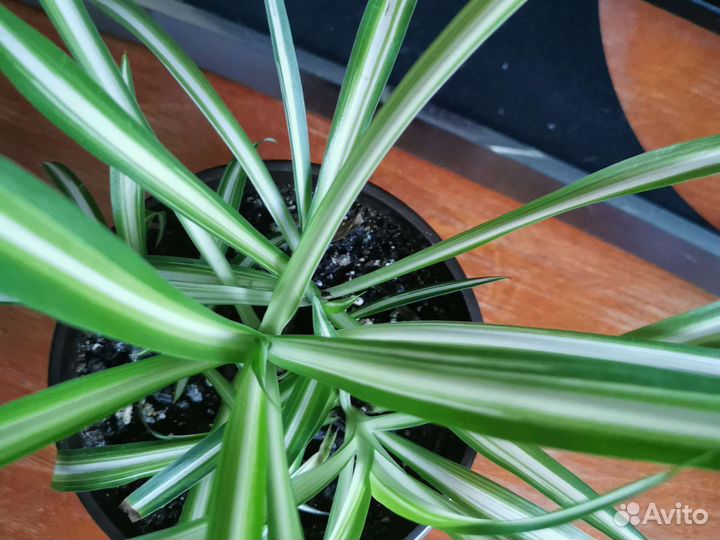 Хлорофитум хохлатый