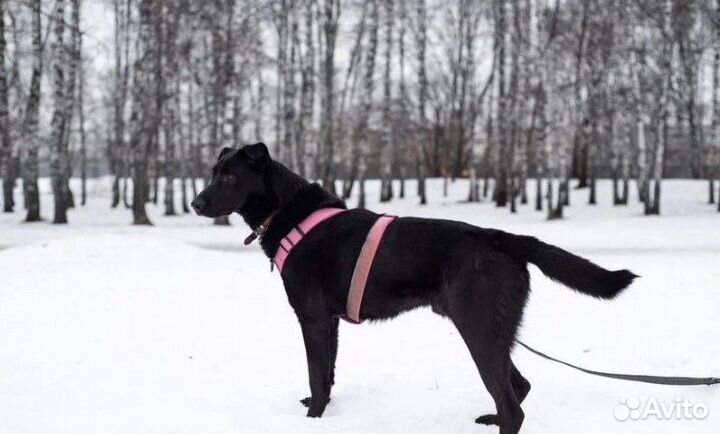 Красавец Вуди ищет дом