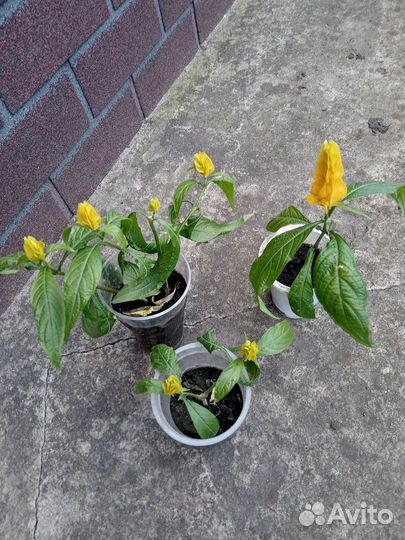 Пахистахис, молодые растения