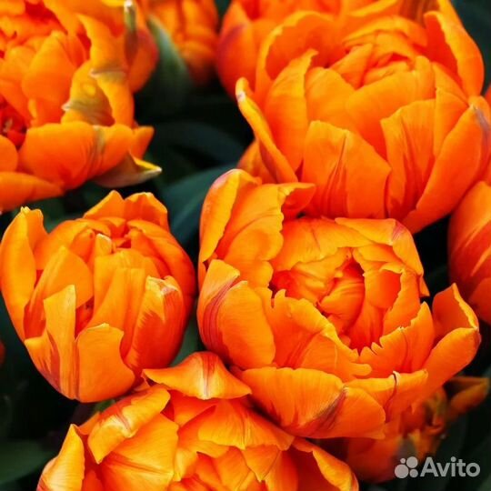 Махровые тюльпаны оптом