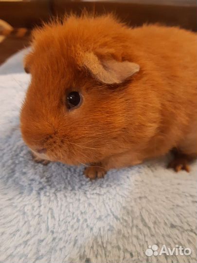 Морские свинки