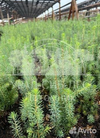 Сеянцы на лесовосстановление Ель Голубая зкс