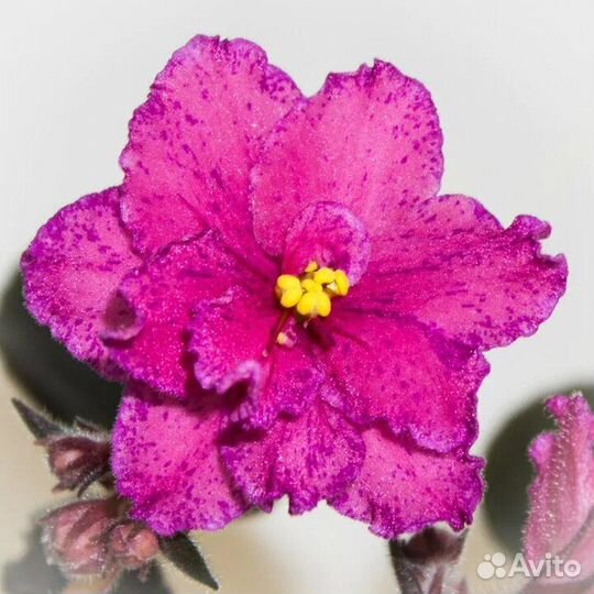 Фиалки сортовые