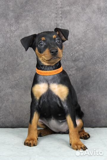 Цвергпинчер