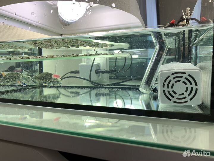 Красноухая черепаха с аквариумом