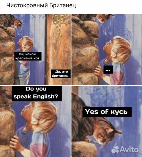 Британский кот