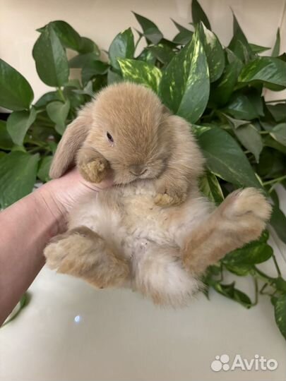 Декоративные кролики вислоухие