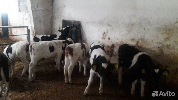 Телята бычки