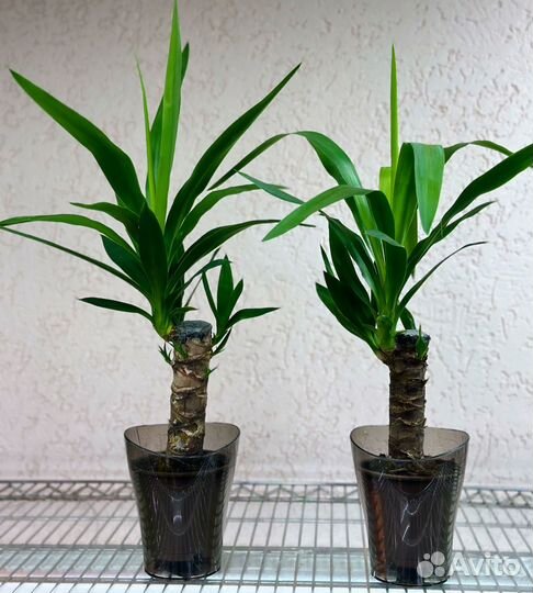 Пальма юкка