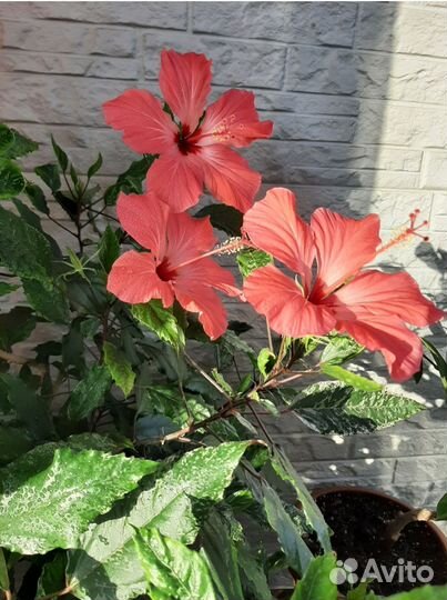 Гибискус Куппера