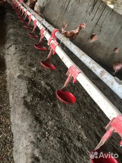 Кормушки / поилки для птицы/ гнезда