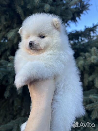 Шпиц мальчик