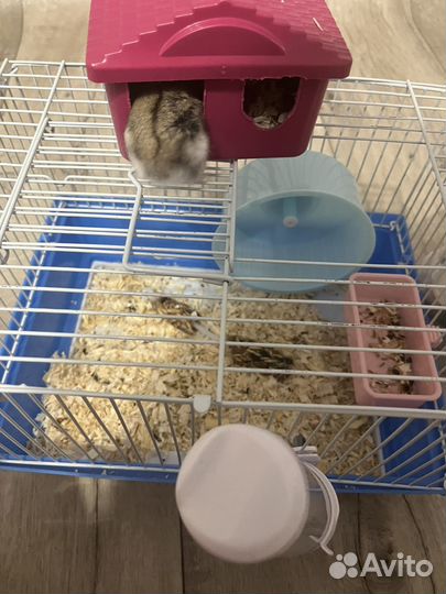 Хомяк джунгурский девочка