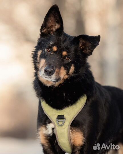 Собака в добрые руки бесплатно