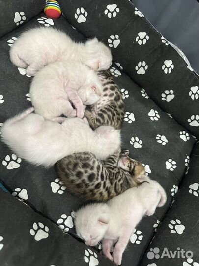 Бенгальские котята