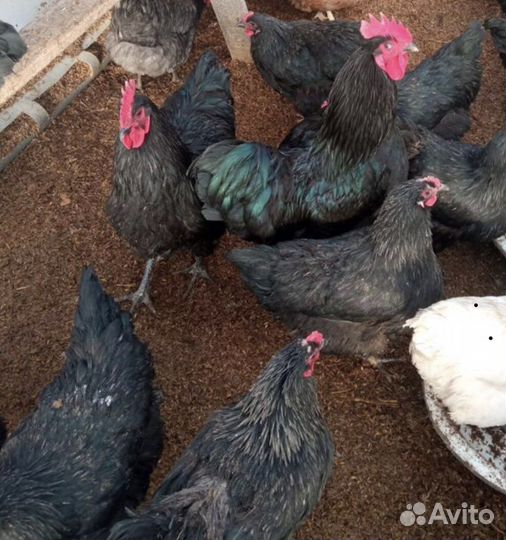 Инкубационное яйцо