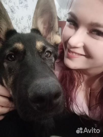 Передержка собак,зоотакси,лакомство для собак