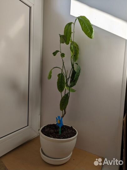 Дерево: апельсин, мандарин, лимон, гранат