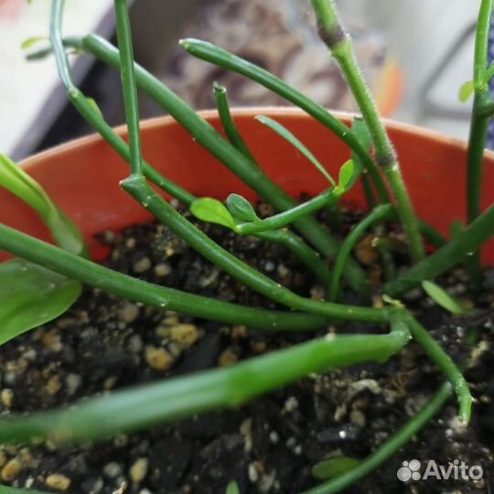 Молочай Тирукалли