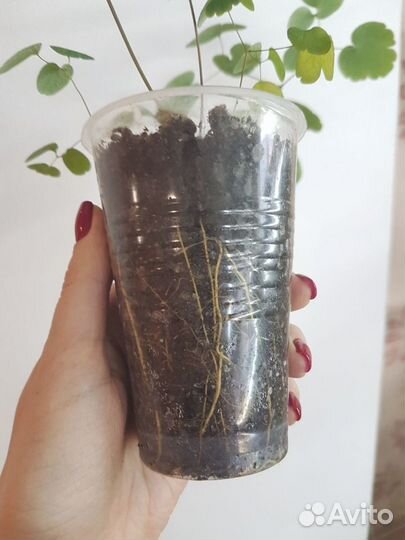 Василистник многолетник