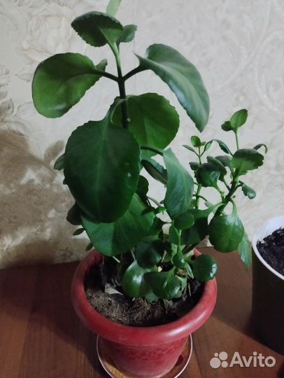 Сансевиерия