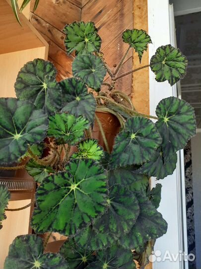 Разные комнатные цветы