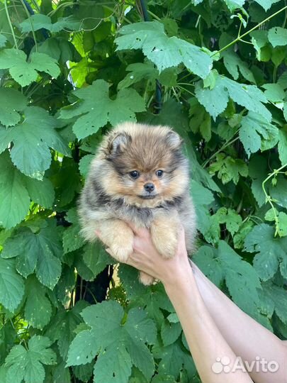 Померанский шпиц щенок девочка
