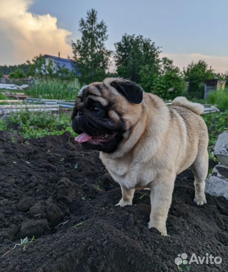 Мопс вязка мальчик