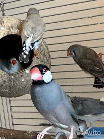 Зебровые - Рисовые амадины