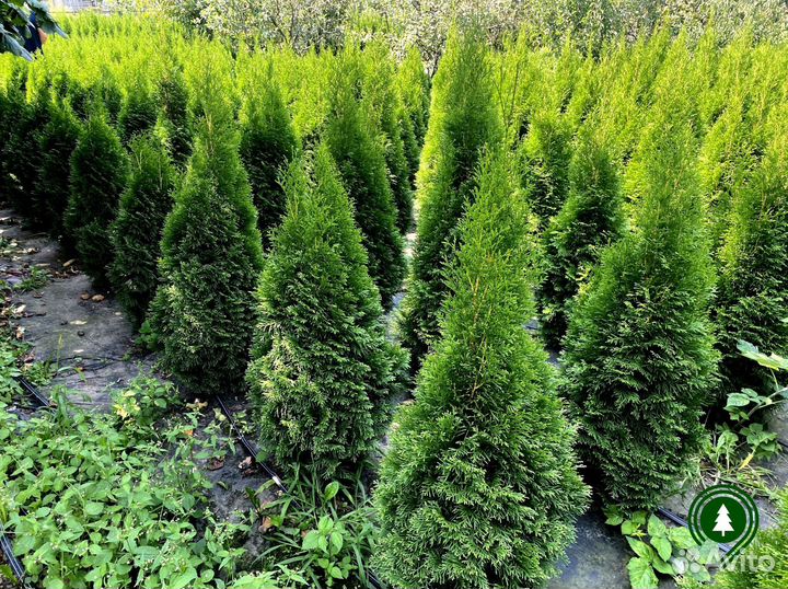 Туя Смарагд для дачи. Питомник