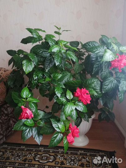 Большие комнатные цветы