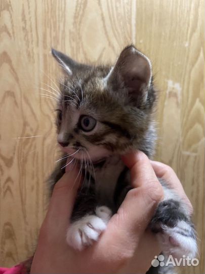 Кошка в дар