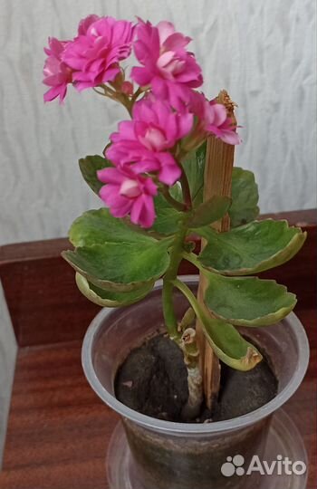 Каланхоэ малиновое