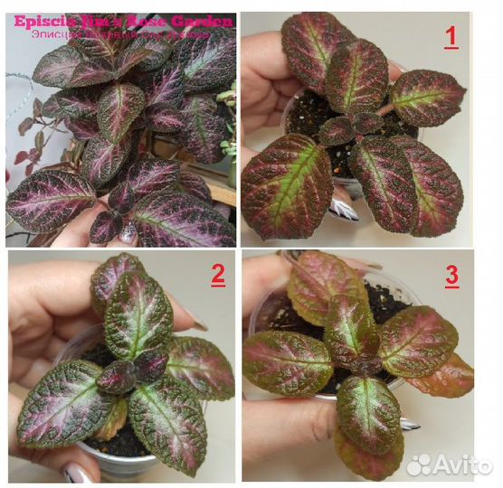 Эписции акварельные / Эписция