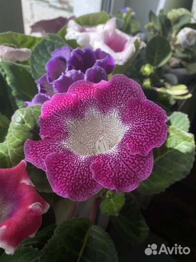 Глоксиния цветущая