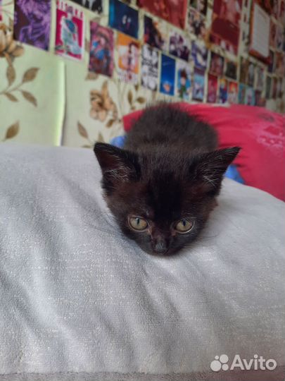 Отдам котят в хорошие руки