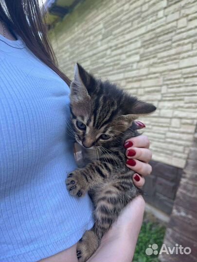 Кошка в дар бесплатно