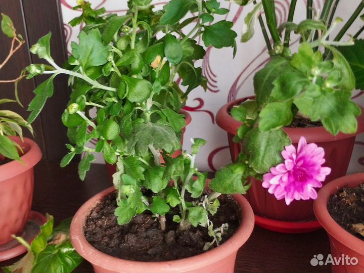 Хризантема в горшке