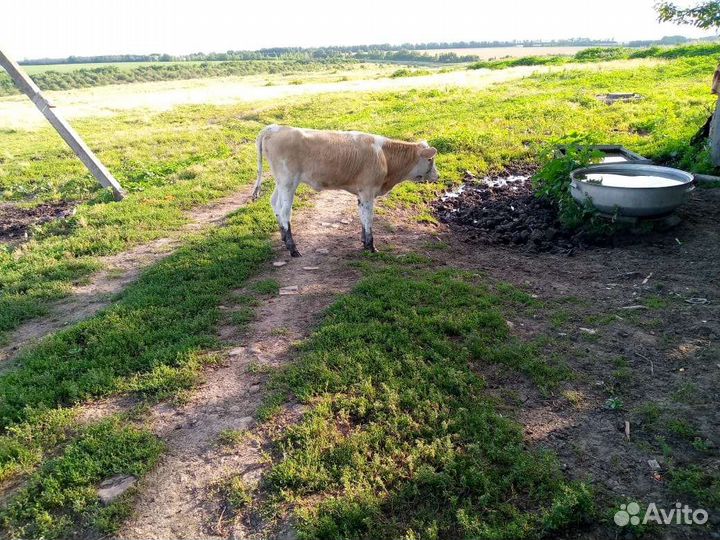 Тёлки, бараны