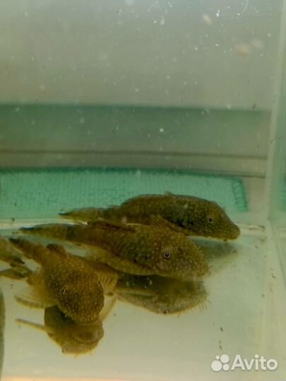 Сомики анциструсы