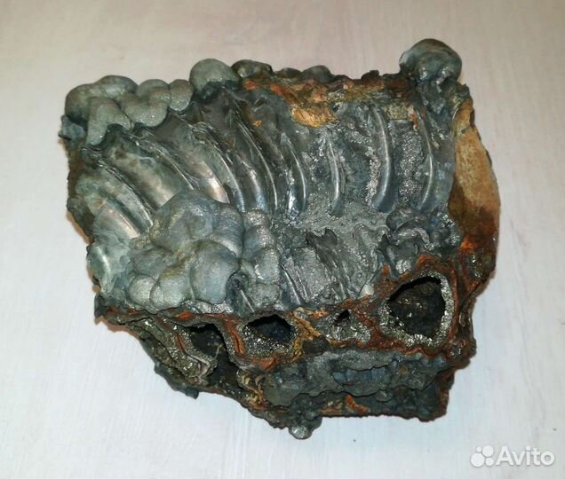 Фрагмент Аммонита в пирите