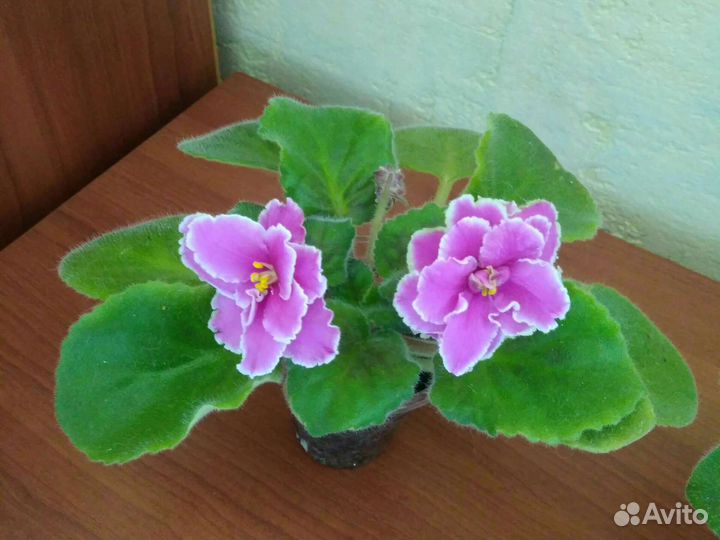 Фиалки взрослые розетки