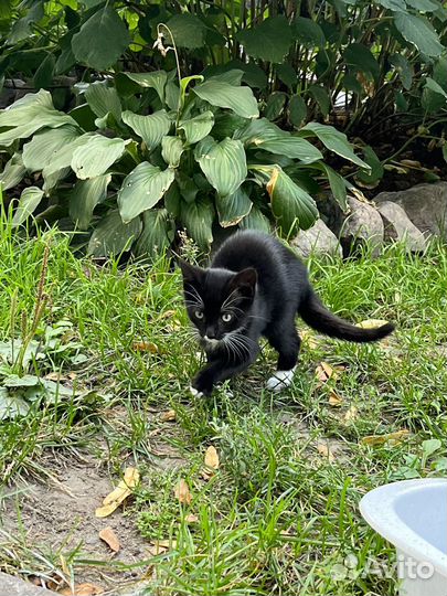 Верная подруга нуждается в любви и заботе