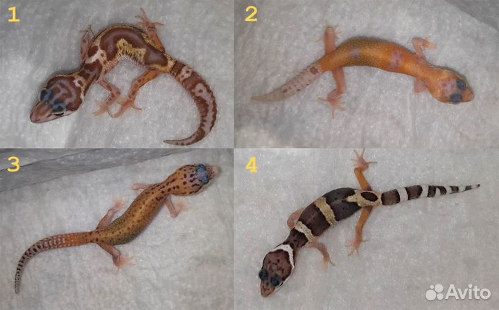 Эублефары 2023 ящерицы гекконы