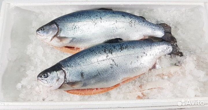 Лосось, форель из Мурманска, Карелии, Чили