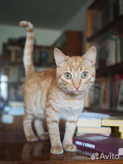 Котенок Рыжик ищет дом