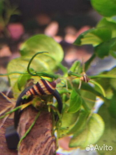 Хелены улитки