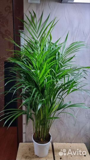 Пальма Арека 17/110-120