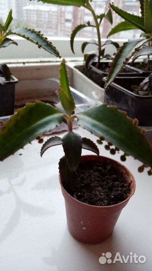 Алоэ лечебный, каланхоэ леч, золотой ус